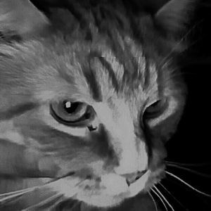 Meet your Posher, Bill